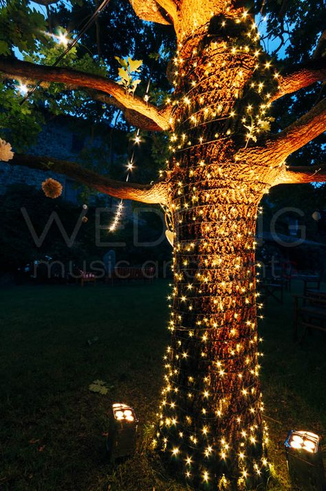 Yard Lighting Ideas, Yard Lighting, Pop Colour, Winter Crops, Wrapped Lights, Outdoor Fairy Lights, Marriage Party, College Ideas, Lawn Lights