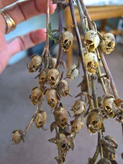 Dried Snapdragons look like little skulls. Snapdragon Flowers, Dead Flowers, Goth Garden, Gothic Garden, Tattoos Geometric, Foto Art, Pretty Plants, Samhain, Cool Plants