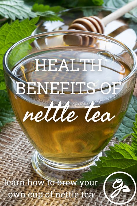 Benefits Of Stinging Nettle Tea, Stinging Nettle Tea Recipe, How To Make Nettle Tea, Nettle Tea Benefits Women, Nettle Tea Benefits Hair, Nettle Root Benefits, Stinging Nettle Tea Benefits, Nettles Benefits, Nettle Leaf Tea Benefits