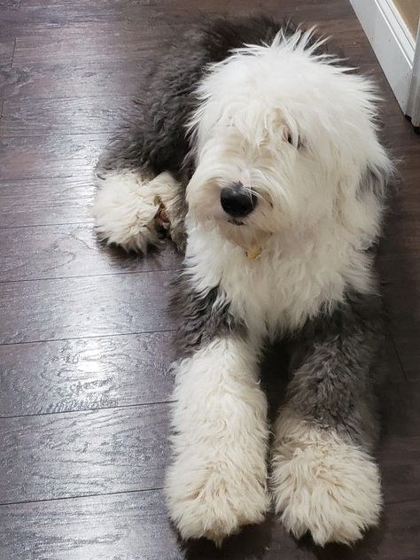 Old English Sheep Dog Puppy, Old English Sheepdogs, Old English Sheepdog Haircut, English Sheep Dog, English Sheepdog Puppy, Old English Sheepdog Puppy, Sheepdog Puppy, Sheep Dog Puppy, Sheep Dogs