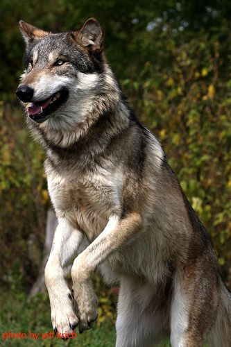 Wolf jump ~ photo by chitownphotography via Flickr,  Photo Sharing! Black Wolf Photography, Black Wolves, Wolf Poses, Raven And Wolf, Tattoo Wolf, Wolf Husky, Wolf Paw, Wolf Stuff, Wolf Photography