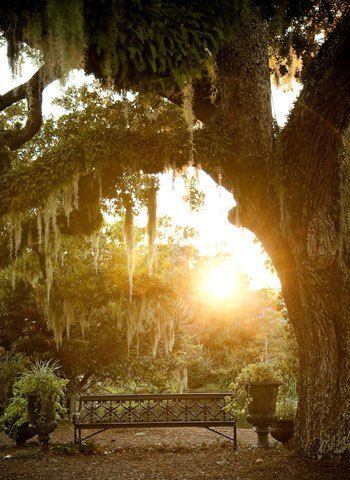 Alabama Culture - for the love of the south (scheduled via http://www.tailwindapp.com?utm_source=pinterest&utm_medium=twpin) Southern Gothic, The Secret Garden, Spanish Moss, Mark Twain, Down South, Belle Photo, Beautiful World, Secret Garden, The Great Outdoors