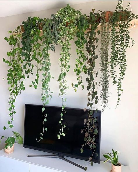 ZZ Botanical and Home on Instagram: “So beautiful! 😍🌿💚 #trailingthingsthursday Tag a friend 🙏 Photo: @leafmealoene Several trailing plant varieties in store now! 😮 We’re Open…” Money Plants, Indoor Plant Wall, Plants Hanging, Fake Plants Decor, Hanging Plant Wall, Trailing Plants, Plants Decor, Plant Decor Indoor, Plant Aesthetic