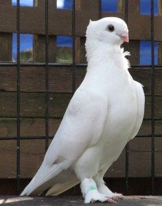 Seraphim Pigeon Curly Pigeon, Satinette Pigeon, Fluffy Pigeon, Owl Pigeon, Natalia Makarova, Fancy Pigeon, Fancy Pigeons, Pet Pigeon, Cute Pigeon