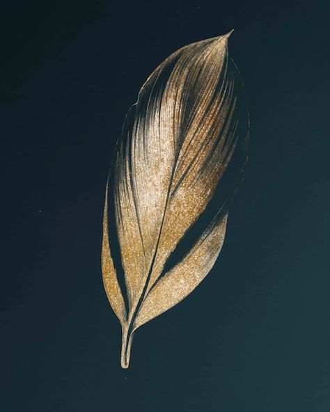 Aesthetic Tumblr Backgrounds, Feather Graphic, Tree Palm, Gold Wallpaper Background, Tumblr Backgrounds, Antique Artwork, Gold Aesthetic, Gold Feathers, Feather Art