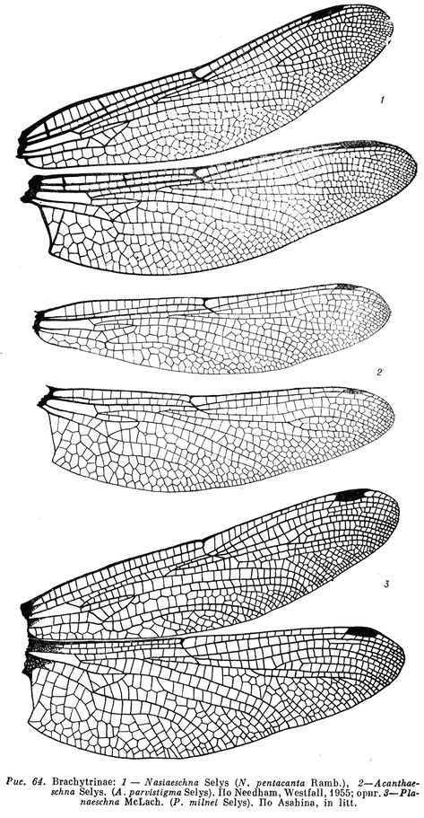 Dragonfly Fairy Art, Dragonfly How To Draw, Dragonfly Wing Tattoo On Back, Dragonfly Wing Back Tattoo, How To Draw Dragonfly, Dragonfly Wings Drawing, How To Draw A Dragonfly, Wings Art Reference, Dragonfly Wings Tattoo