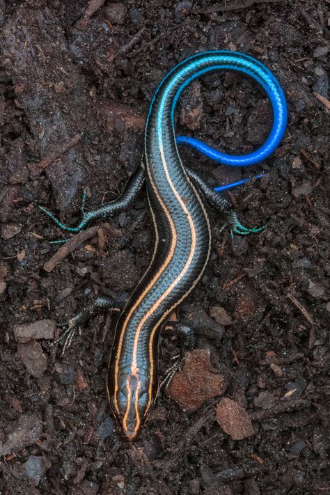 ˚American Five-Lined Skink Lizard Blue Tailed Skink, Skink Lizard, Cute Reptiles, Reptile Snakes, Interesting Animals, Reptiles And Amphibians, Weird Animals, Animal Planet, Nature Animals