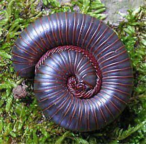 Night of a Thousand Legs (Millipede, Narceus americanus) Fibonacci Sequence In Nature, Entomology Illustration, Maths In Nature, Fractals In Nature, Rolly Polly, Spirals In Nature, Millipedes, Centipedes, Geometry In Nature