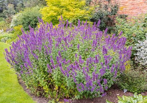 17 Cold Weather Plants That Can Survive Winter Outside Cold Weather Plants, Vertical Garden Indoor, Herbaceous Border, Purple Plants, Winter Plants, Evergreen Plants, Lavender Plant, Low Maintenance Plants, Growing Seeds