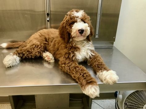 Goldendoodle Grooming, Mini Goldendoodle Puppies, Australian Labradoodle, Doodle Puppy, Labradoodle Puppy, Crazy Dog Lady, Mini Goldendoodle, Golden Doodle, Goldendoodle Puppy