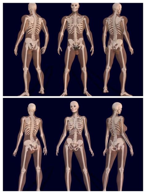 Here in this Collage image I edited by combining two separate images, we see two sets of triple images showing the differences between the male, upper⬆️, and female, lower⬇️, Human Skeletons. Whilst the basic design of the Human Skeleton are Standard, there are some differences between Adult Male & Adult Female Skeletons, due largely to do with Human Species Reproduction and Continuation. Male And Female Skeleton Anatomy, Male Vs Female Skeleton, Skeleton Male And Female, Difference Between Male And Female Anatomy, Male Bone Structure, Male Skeleton Anatomy, Female And Male Skeleton, Human Skeleton Poses, Male And Female Anatomy Drawing