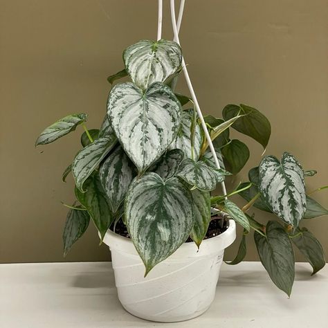 Philodendron brandtianum | Tend Greenpoint Philodendron Brandtianum, Sunny Room, Easy Indoor Plants, Blue Plants, Inside Plants, Bedroom Plants, Plant Aesthetic, Monstera Plant, House Plants Decor