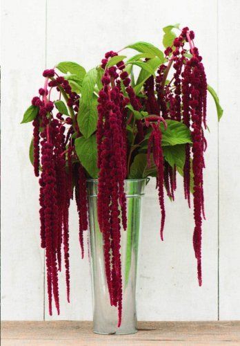 Red Love Lies Bleeding Amaranth Amaranthus caudatus - 300 Seeds Burgundy Hanging Amaranthus, Amaranth Plant, Burgundy Garden, Amaranth Flower, Gothic Garden, Line Flower, Cut Flower Garden, Red Love, Burgundy Flowers