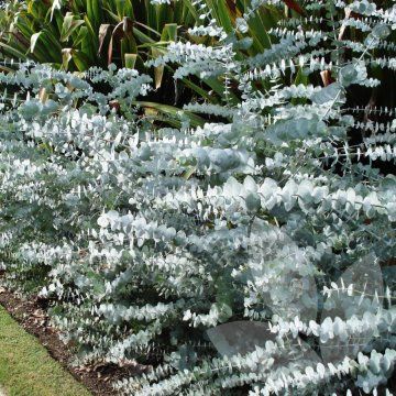 Eucalyptus pulverulenta 'Baby Blue' / Silver-leaved mountain gum / Library − Speciality Trees Spiral Eucalyptus, Australian Native Garden, Blue Spiral, Blue Plants, Silver Dollar Eucalyptus, Australian Garden, Australian Native Plants, Garden Shrubs, Native Garden