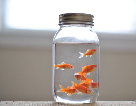 Hipster Decor, Big Jar, Buy Fish, Fish Bowl, My New Room, Goldfish, Glass Jar, Grafik Design, Fish Tank