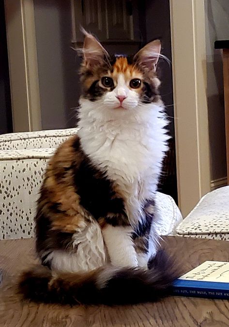 Calico Maine Coone, Cymric Cat, Calico Cat Aesthetic, Fluffy Calico Cat, Cats Calico, Majestic Cat, Tortie Cat, Cat Calico, Calico Cats