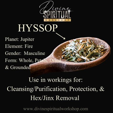 Hyssop ✨ In my opinion, a very holy herb that has very strong cleansing and purification properties. Used in the bible to aid in the exorcizing or demons and dark spirits. Great to add to your spiritual work for cleansing and purification! Hoodoo Conjure Rootwork, Spiritual Workshop, Hoodoo Conjure, Conjure Oil, Spiritual Work, Dark Spirit, Candle Magick, Healing Plants, Herbal Healing