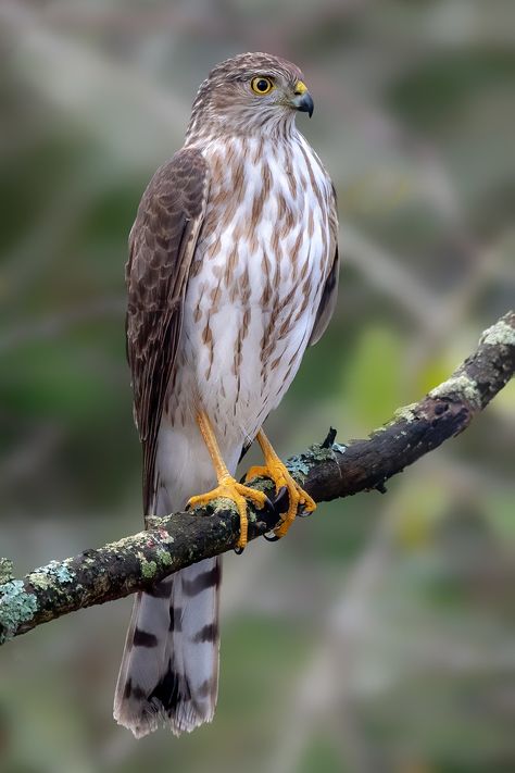 Hawk Astethic, Cooper Hawk, Cooper Hawk Tattoo, Coopers Hawk, Hawk Eye, Hawk Bird Aesthetic, Hawk Species, Barn Wood Art, Hawk Bird