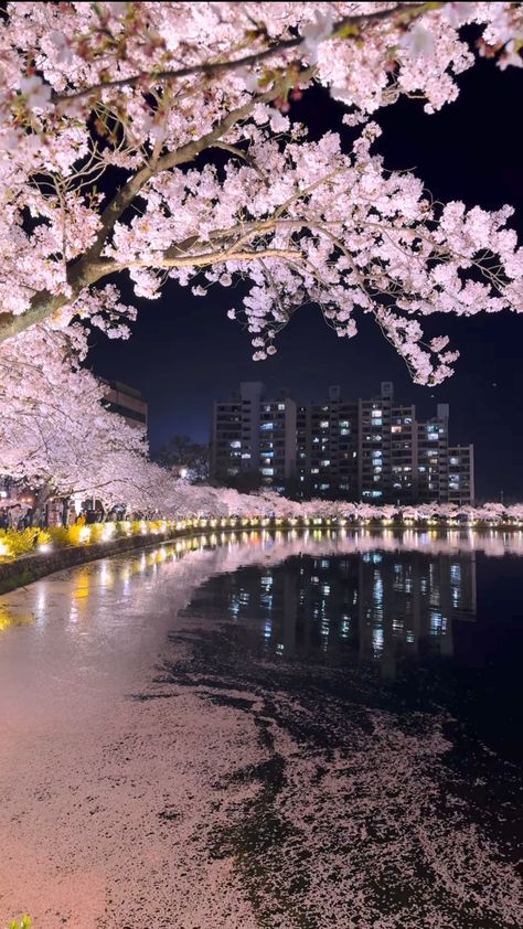 Cherry Blossom Night Aesthetic, Japan Aesthetic Photos, Japan Cherry Blossom Aesthetic, Seoul Korea Wallpaper, Cherry Blossom Korea, Korea Aesthetic Wallpaper, Japan Aesthetic Wallpaper, Cherry Blossom Wallpaper Iphone, Cherry Blossom Night