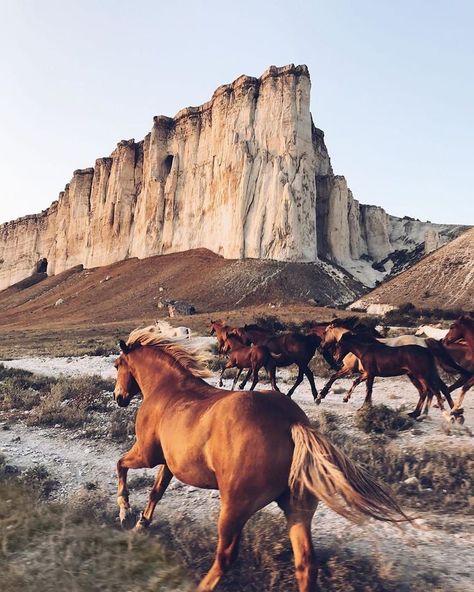 The Desert, The Field, Horses, Running, Animals