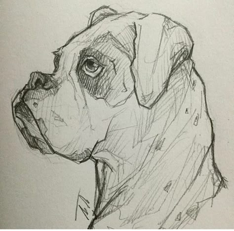 #Boxer Drawing Boxer Dog, Realistic Drawings Dog, Boxer Dogs Drawing, Realistic Dog Sketch, Boxer Dog Drawing Easy, Boxer Dog Art, Boxer Sketch, Boxer Dog Painting, Dog Pencil Sketch