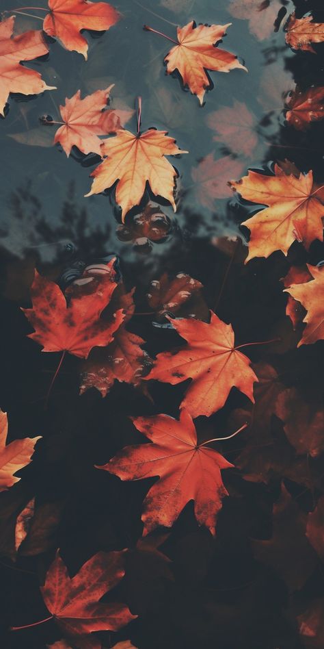 Wallpaper October, Aesthetic Thanksgiving, Thanksgiving Wallpaper, Cute Fall Wallpaper, Autumn Magic, Fall Background, Tapeta Galaxie, Tapeta Pro Iphone, Autumn Scenery