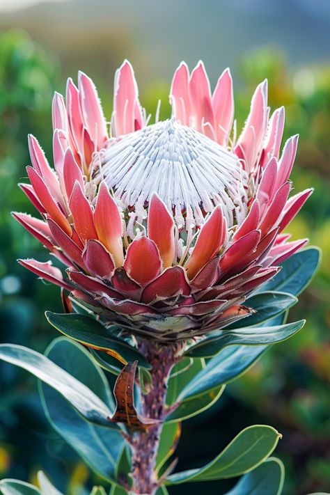 The King Protea is a towering, iconic flower native to South Africa, known for its massive bloom head and spiky appearance. The variety of colors, from pinks to whites, makes this flower the king of any floral arrangement.  Light: Full sun. Water: Water deeply but infrequently, allowing soil to dry out between waterings. Soil: Well-draining, sandy or rocky soil. Temperature: 50-75°F (10-24°C). Humidity: Low to moderate. Fertilizer: Low-phosphorus fertilizer during spring and summer.Perfect for a dramatic display, adding a touch of majesty and grandeur to gardens and floral designs. 👑  #flowers #garden #exotic #majestic Protea Photography, King Protea Flower, South African Flowers, South African Design, Succulent Garden Indoor, King Protea, Protea Flower, Australian Flowers, Mediterranean Landscaping