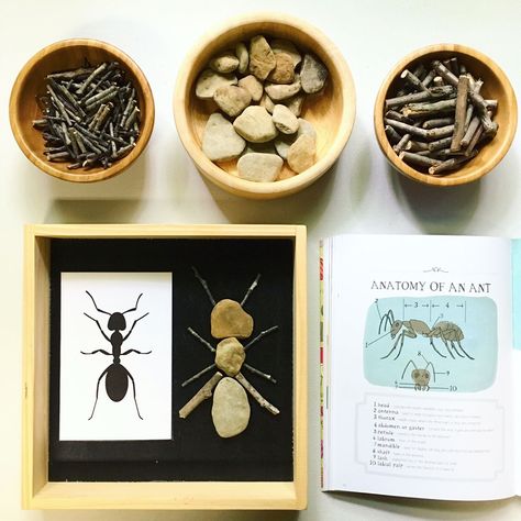 Anatomy of an Ant using our rock & stick loose parts. I kept this very simple & did not get overly scientific -- just pointing out the number of body parts, number of legs, and number of antennae. Fun way to get creative with loose parts plus the kids are handling natural materials and counting as we go. They loved this and we made a table full of them (swipe right for a view of some my kids did) counting and singing "The Ants Go Marching" as we went! . . . #letteraunit #lettera #aisforant #t... Letter A Preschool, Letter Preschool, Spring Preschool Activities, Maluchy Montessori, Insect Activities, Forest School Activities, Preschool Units, Nature School, Spring Preschool