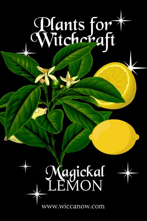 Lemon Magical Properties, Lemon Witchcraft, Magical Properties Of Lemon, Litha Ideas, Herbal Correspondences, Herbalist Recipes, Lemon Magic, Night Creatures, Spells That Actually Work