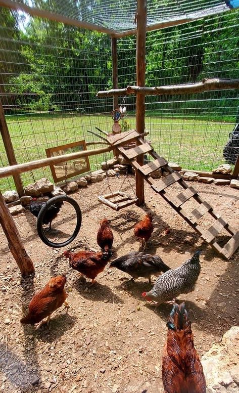 Things To Build For Chickens, Chicken Coop Furniture Ideas, Pigs Pen Ideas, Diy Chicken Bedding, Cute Chicken Coop Ideas Inside, Funky Chicken Coop, Chicken Gym Ideas, Chicken In Backyard, Chicken Coop Activity Ideas