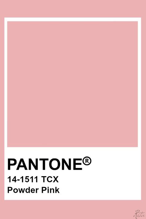 Powder Blush Pink, Powder Pink Color Palette, Pantone Pastel Pink, Powder Pink Bedroom, Powder Pink Aesthetic, Pink Color Swatch, Blush Pantone, Selamat Hari Valentine, Pantone Tcx