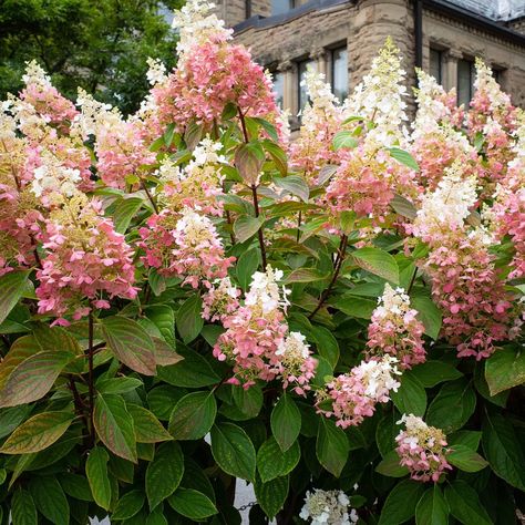 "Strawberry Sundae" Hydrangeas Are Pretty in Pink When To Plant Hydrangeas, Strawberry Sundae Hydrangea, Rare Fruits, Strawberry Hydrangea, French Hydrangea, Hydrangea Landscaping, Big Leaf Hydrangea, Hydrangea Varieties, Types Of Hydrangeas