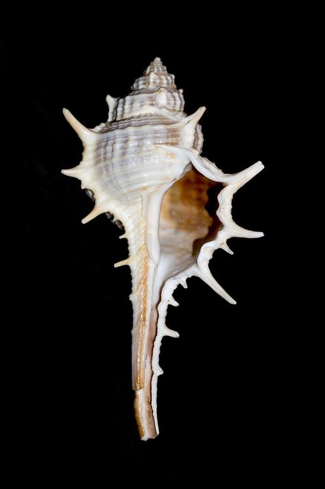 Shell Reference, Shell Types, Shell Photography, Pretty Shells, Whelk Shell, Seashells Photography, Shell Drawing, Beautiful Shells, Arte Inspo