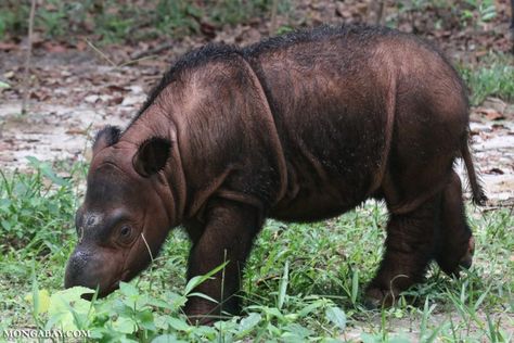 On the Indonesian islands of Sumatra and Borneo, fewer than 80 Sumatran rhinos are all that’s left of this critically endangered species. Tremendous conservation efforts are striving to keep these charismatic mammals from being lost forever. But as the species teeters on the brink of extinction, new research suggests their absence throughout much of their […] National Endangered Species Day, Extinction Of Species, Endangered Species Art, Sumatran Rhino, Sumatran Elephant, Elephant Shrew, Endangered Wildlife, Asian Elephant, Tropical Forest