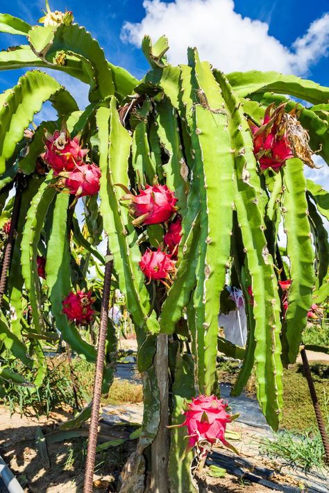 How To Grow Dragon Fruit: Planting, Caring And Harvesting Dragonfruit Tree, Dragonfruit Plant, Dragon Fruit Garden, Dragons Tattoos, Grow Dragon Fruit, Dragon Fruit Farm, Fruit Planting, Dragon Plant, Produce Garden