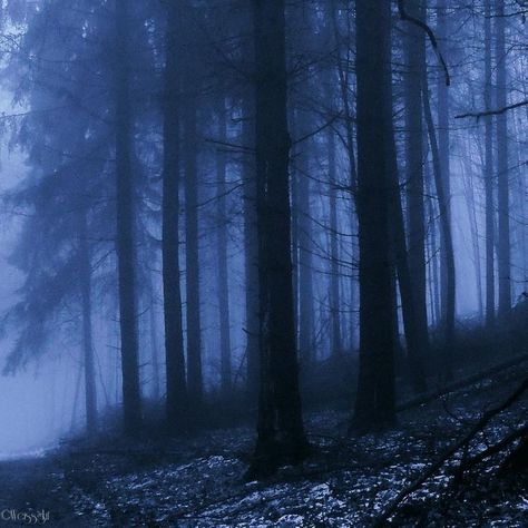 Blue Aesthetic Dark, Dark Blue Wallpaper, Arte Peculiar, Blue Forest, Blue Hour, Night Aesthetic, Dark Forest, Nature Aesthetic, Blue Wallpapers