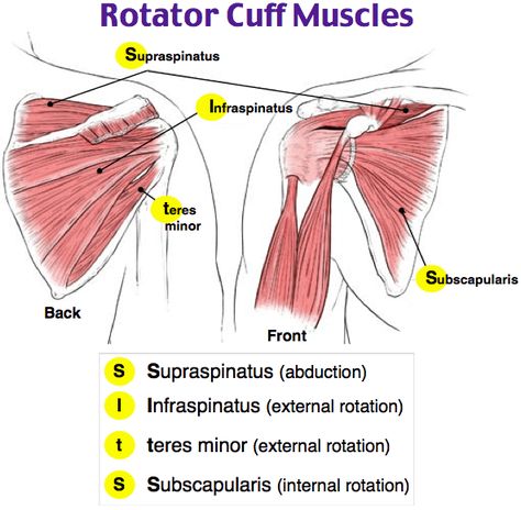 Rotator Cuff Muscles, Muscles Anatomy, Shoulder Anatomy, Human Muscle Anatomy, Physical Therapist Assistant, Basic Anatomy And Physiology, Medical Student Study, Nursing School Survival, Musculoskeletal System