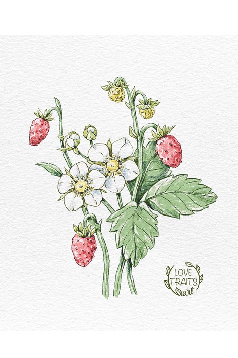 A Taste of Nature's Bounty 🌿🍓🎨 Let my illustration of wild strawberries enchant your senses. #FlowerArt #DigitalMagic #ProcreateArtistry Wild Strawberries Illustration, Strawberry Flower Drawing, Berry Tattoos, Strawberry Bush, Lil Doodles, Strawberry Drawing, Strawberry Leaves, Strawberry Flower, Wild Strawberry