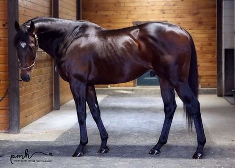 Horse Standing, Regard Animal, Thoroughbred Horse Racing, Race Horses, Thoroughbred Horse, Most Beautiful Animals, Horse World, Beautiful Horse, Horse Crazy