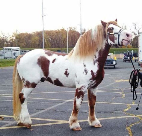 Chestnut Pinto Paint Draft Horse Stallion Gelding Mare Paint Draft Horse, Spotted Draft Horse, Draft Horse Breeds, Pinto Horses, Percheron Horses, Burmilla, Majestic Horses, Pinto Horse, Horse Colors