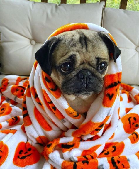 Dog Emotions, Cute Pug Puppies, Doug The Pug, Baby Pugs, Spooky Movies, Francia Bulldog, Very Cute Dogs, Cute Dog Pictures, A Pug