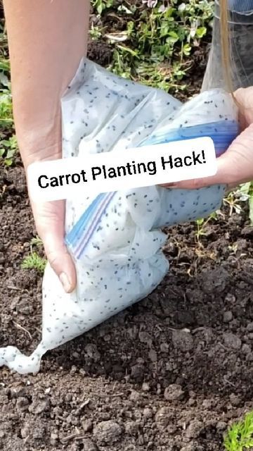 Non Raised Vegetable Garden, Carrots Planting Growing, Best Way To Plant Carrot Seeds, Home Steading Farms, Gardening In Five Gallon Buckets, Fall Prep For Spring Garden, Planting In Pallets, Planting A Vegetable Garden, Planting Carrots Cornstarch