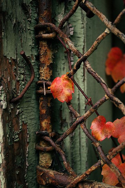 Vines. Vines on the Scranton School Administration building via Flickr by scaredsquee. Red Leaves, Fence, Rust, Green, Red