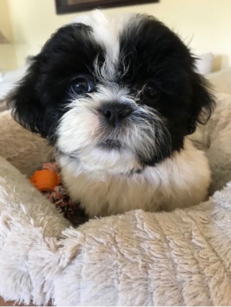 ONLY TWO LEFT - REGISTERED SHIH TZU PUPPY Black And White Shih Tzu Puppy, Shih Tzu Black And White, White Shih Tzu Puppy, Black And White Shih Tzu, White Shih Tzu, Shih Tzu Puppies, Giant Schnauzer, Shih Tzu Puppy, Puppy Breeds