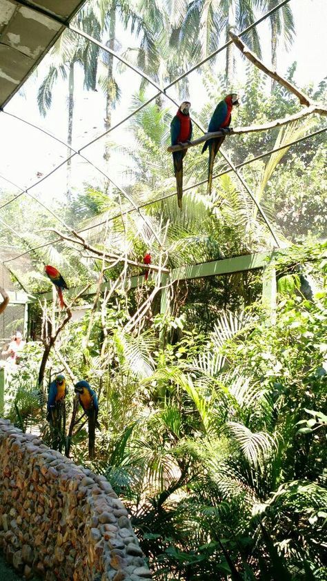 Backyard Birds Sanctuary, Victorian Greenhouses, Zoo Architecture, Pet Enclosure, Bird Aviary, Parrot Cage, Pond Design, Animal Sanctuary, Pet Bird