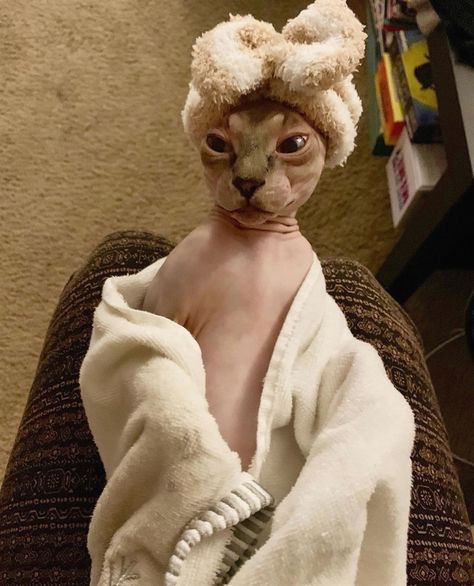 Fat Hairless Cat, Dobby Cat, Capybara Pet, Cute Hairless Cat, Chat Sphynx, Hairless Cats, Sphynx Cats, Sphinx Cat, Dream's Cat