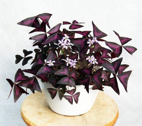 oxalis purple Tillandsia Usneoides, Shamrock Plant, Purple Shamrock, Oxalis Triangularis, Wood Sorrel, Pink Plant, Pretty Plants, Foliage Plants, Plant Sale