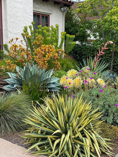 Albany California Drought Tolerant Garden Design California Garden Design, Western Architecture, California Landscaping, Succulent Garden Landscape, California Native Garden, California Drought, Sixties Style, Succulent Landscape Design, Australian Native Garden