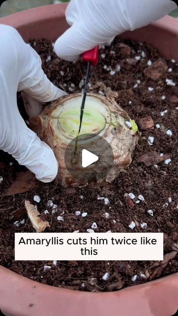 Best Gardening Tips, Amaryllis Care, Taking Care Of Plants, Feline Eyes, Amaryllis Plant, Pots For Indoor Plants, Grafting Plants, Succulent Garden Indoor, Amaryllis Bulbs