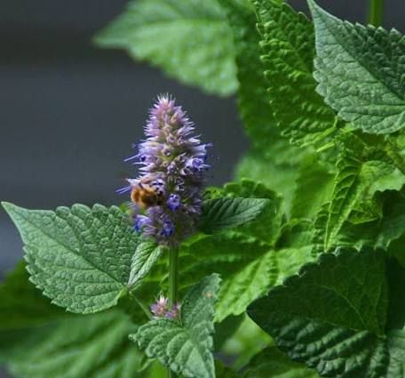 Korean Mint facts and health benefits Agastache Rugosa, Korean Mint, Giant Hyssop, Mint Flowers, Mint Plants, Pepper Seeds, Fruit Vegetables, Flower Spike, Aromatic Herbs